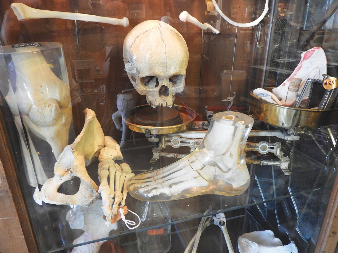 Mystic Museum – Ambassador for the Macabre